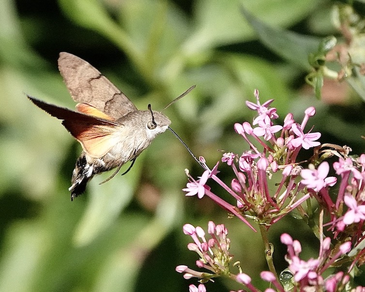 hummingbird hawkmoth